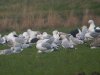 Caspian Gull at Barling Marsh (Steve Arlow) (92596 bytes) Caspian Gull at Barling Marsh (Steve Arlow) (92596 bytes)
